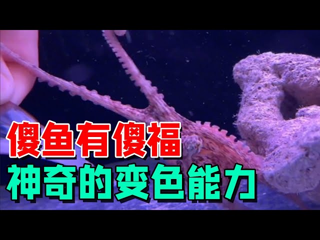 真蛸章鱼，神奇的智商，神奇的变色能力……神奇的玻璃心