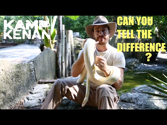 Python vs Boa Constrictor: What’s The REAL Difference?