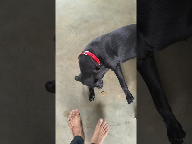 Pape se Aashirwad❌ 2 Rupya Mera✅#dog#viral#shorts#comedy#funny#trending#love#cute#fyp#short#dogs#fun