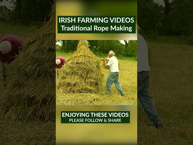 Straw rope making is a traditional craft, historically used to secure the huts and haystack 🌾