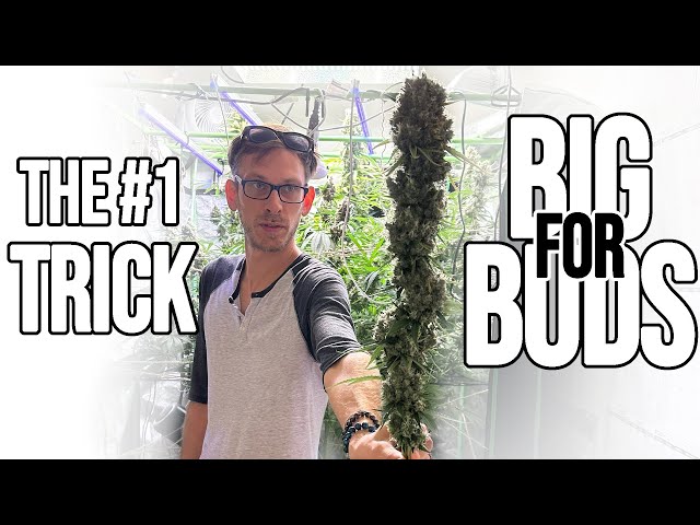 Learn To Manage Your PAR Meter And Watch Your Plants THRIVE Like never Before. Cannabis Lighting 101