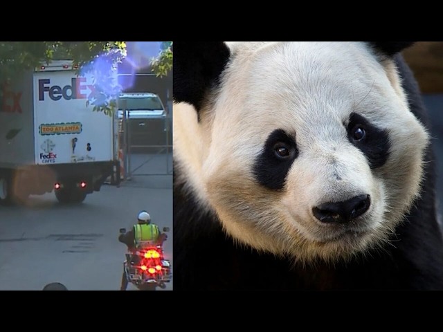 PANDA-monium in Atlanta: What to know about Ping Ping, Fu Shuang