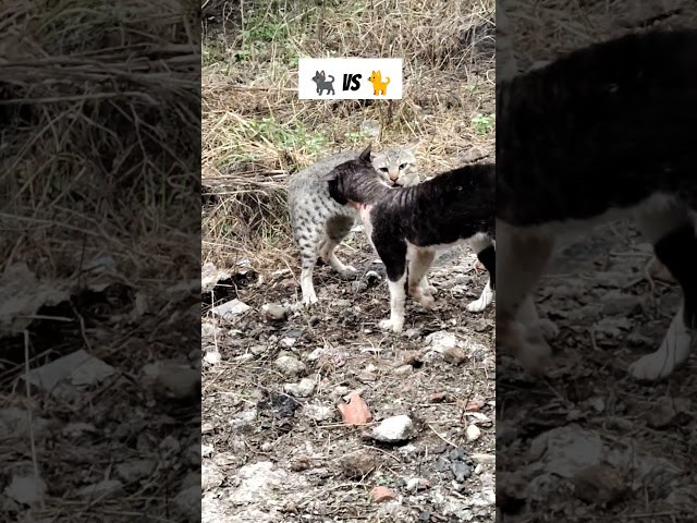 Cat vs Cat 😱🫨 | our cat fighting with another cat #cat #fighting #catshorts
