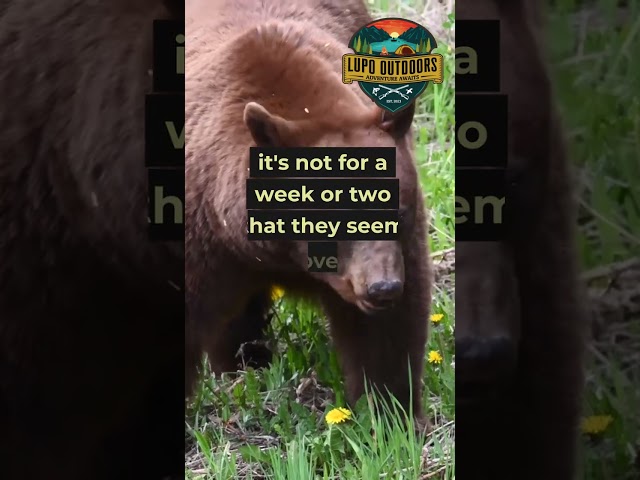 Black Bear Behavior When They Wake Up Hungry #wildlife #outdoors #shorts