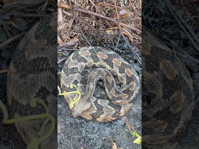 These Rattlesnakes Have a Roommate! Snakes Under Tin in Georgia
