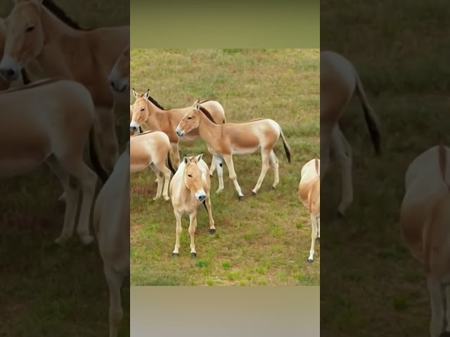 Mongolian wild asses spotted galloping across Inner Mongolia's grasslands