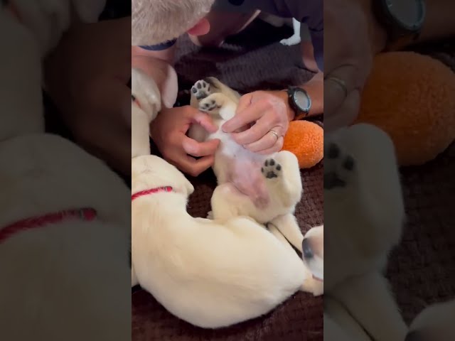A Pile of Puppies and the Sweetest Puppy Breath - 9 Labrador Retriever Puppies Playing