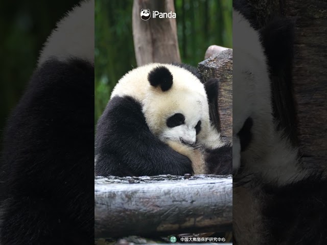 Does Your Own Tail Taste Good? | iPanda #shorts