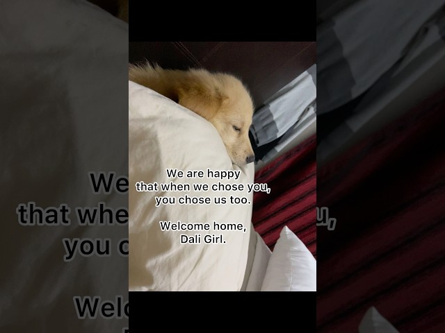 Instant Fur-parents of Dali Girl #goldenretriever #Dali