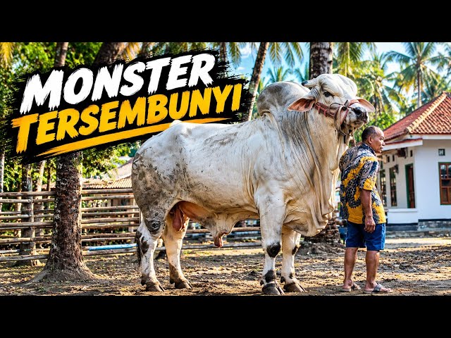 The Legendary Monster of Kebumen | Mbah Dalimin’s Jumbo PO Cattle