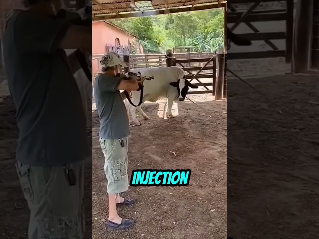 A new way of injecting cows