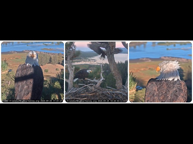 Shadow waits a long time and welcomes Kaydee to the nest 25.09.2026 @FOBBVCAM