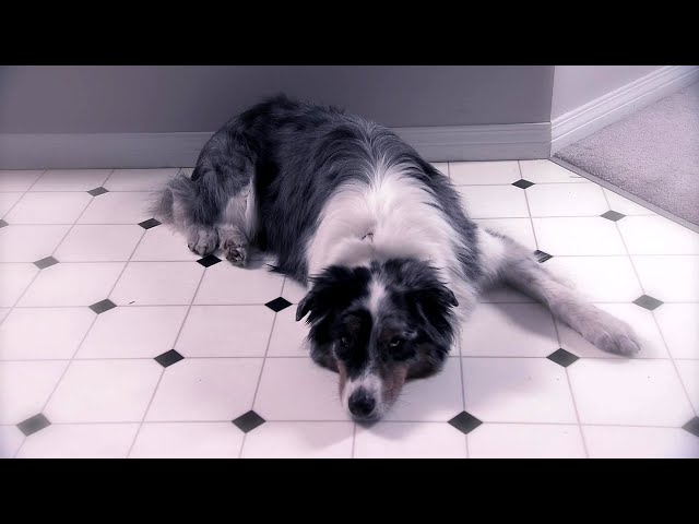 Disabled Dogs Save Lives - Inspiring Pet Hero Stories