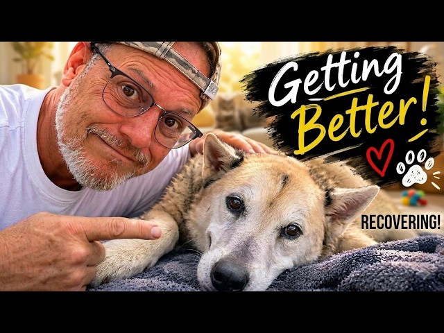 The Vet Said My Dog Had 1 Week to Live… She's Getting Better!