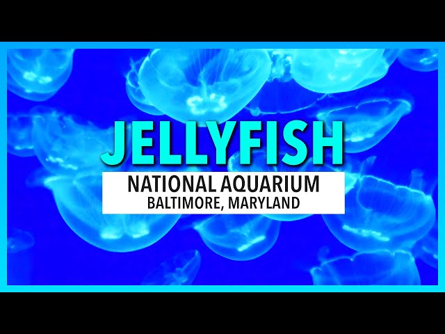 Jellyfish - National Aquarium | 4K Relaxing Nature