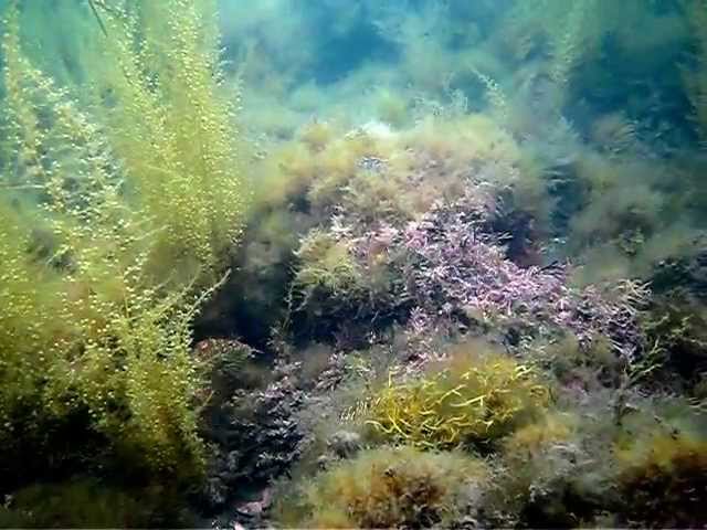 Corkwing wrasse nest building at Kimmeridge by Emma Rance