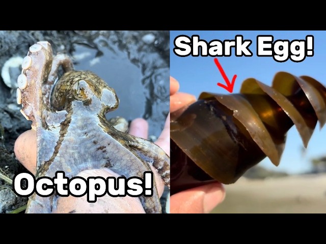 Finding Octopuses, Shark Eggs, and More!  -  Exploring Southern California Tidepools, San Diego