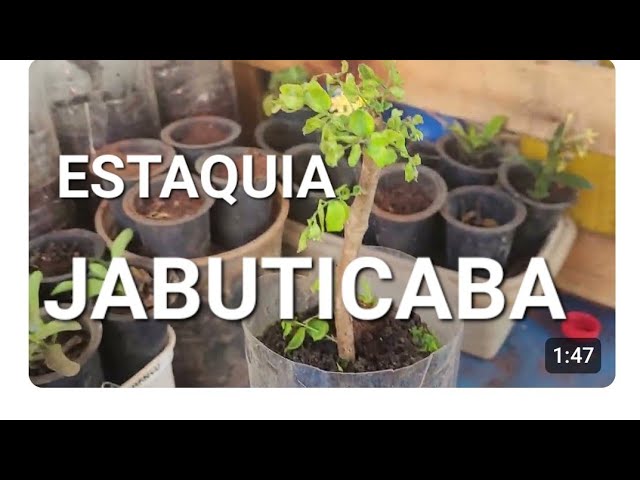 Jabuticaba cutting propagation in Paranaiguara, GO