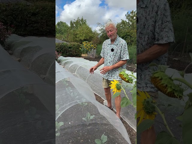 Growing Brassicas Despite Flea Beetles | August Garden Update