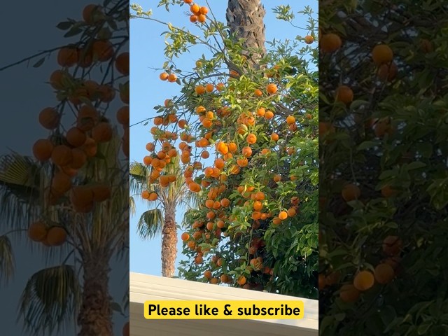 আমেরিকার আশ্চর্যজনক কমলা গাছ #bangla #bangladeshivlogger #bangladeshivlog