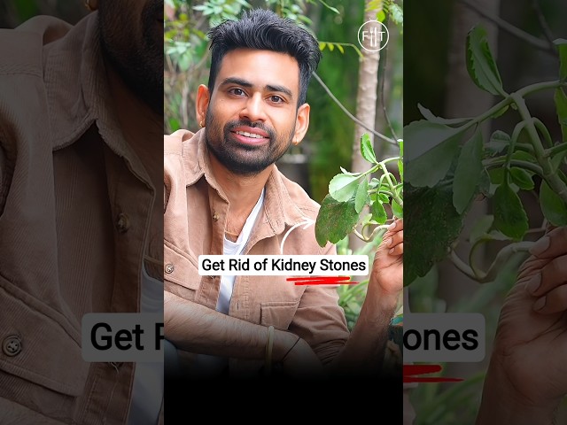 Pathri ko todna hai toh yeh patta khao🍃