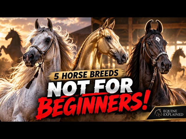 5 Horse Breeds That Are NOT for Beginners — EXPLAINED