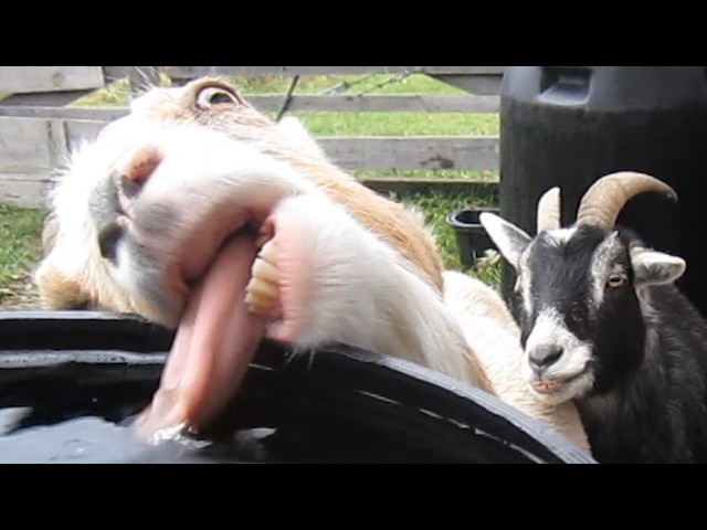 Funniest Farm Animals