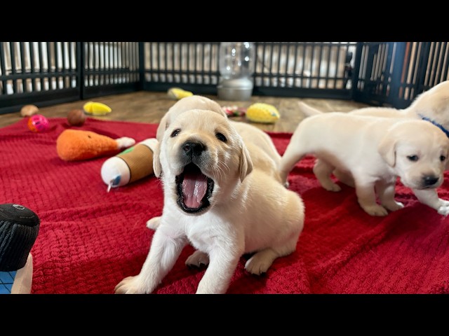 Puppy Wake-Up Call! Time for 9 Adorable Lab Puppies to eat Breakfast #labrador #puppy #cutepuppy