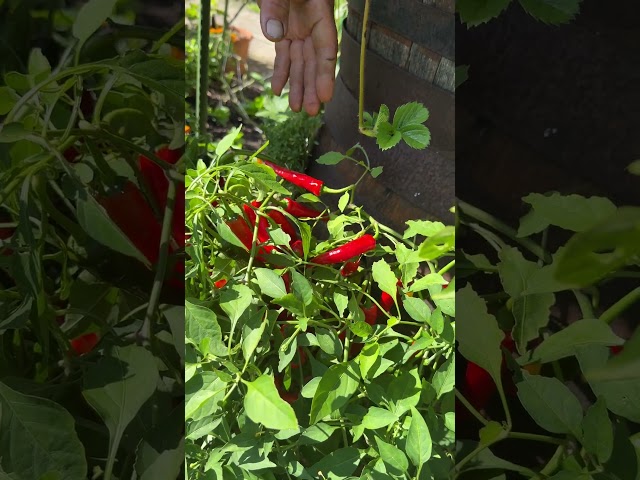 Hanging Chilli Plant