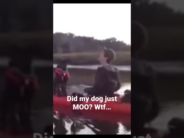 Did my dog just moo?