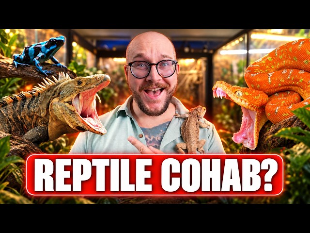 Top 5 Reptile Species You Can Keep Together!