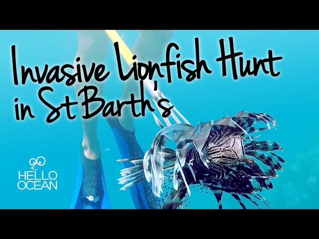Hello Ocean: Invasive Lionfish Hunt in St. Barth's