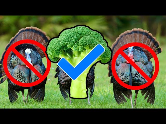 HOW TO Be A VEGAN Turkey Hunter