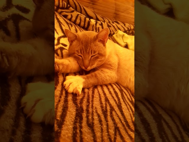 Mi gato  GARU 😍