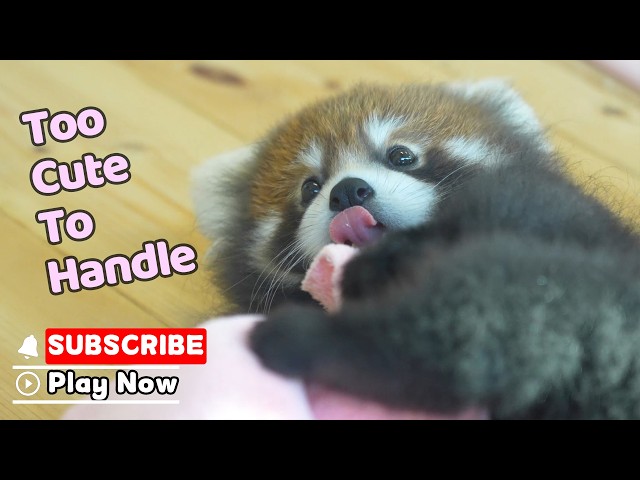 The Cutest Little Fluffballs Have Arrived! | iPanda