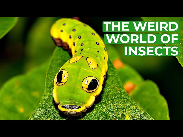 Wildlife - Just Insects | Free Documentary Nature
