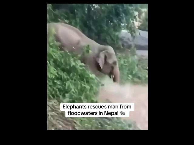 Flood Nepal