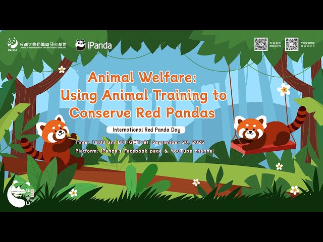 Broadcast: Animal Welfare: Using Animal Training To Conserve Red Pandas | iPanda