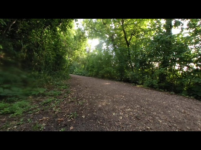 Forest Path VR180