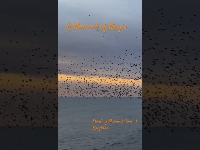 Incredible Starling Murmuration at Dusk #watercolor #looselandscape #painting #art