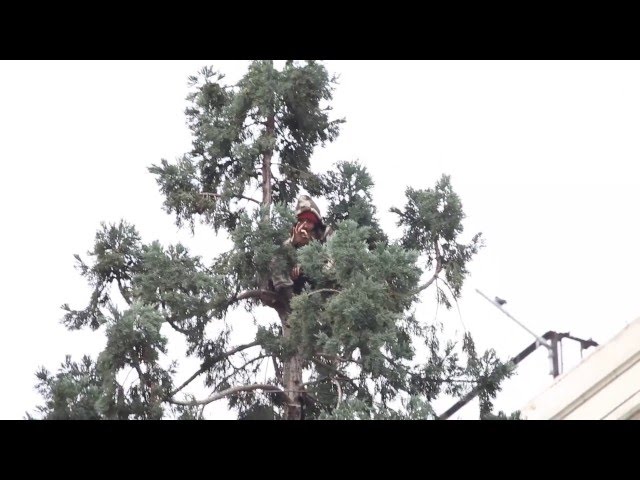 #ManInTree
