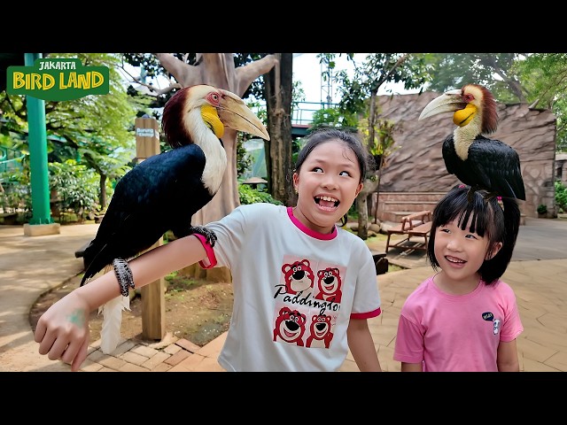 Main dan Kasih Makan Burung Julang Emas dan Burung Elang di Taman Burung