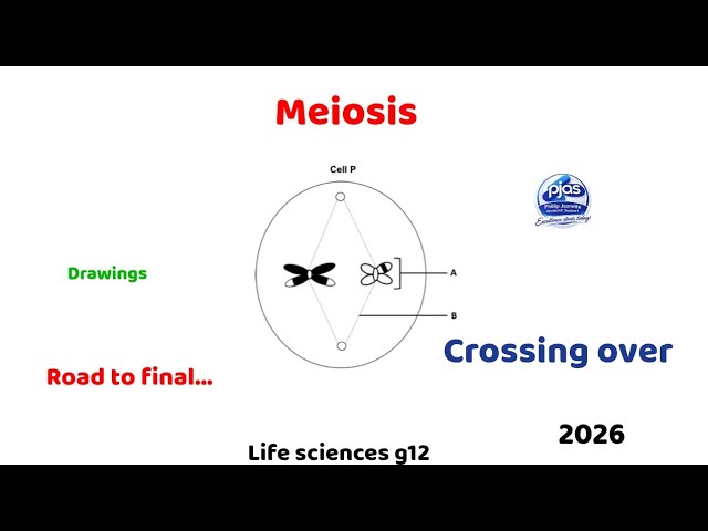 Meiosis (act)... Road to final(Rev!!) 