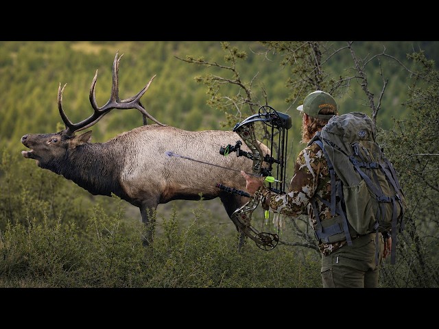 ELK HUNTING?? 4 BEST Ways to Get Close!