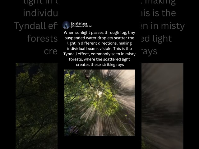 The Tyndall Effect in a Misty Forest