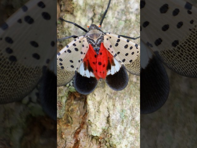 Spotted Lanternflies Are Bad News for Grapevines | #DeepLook #Shorts