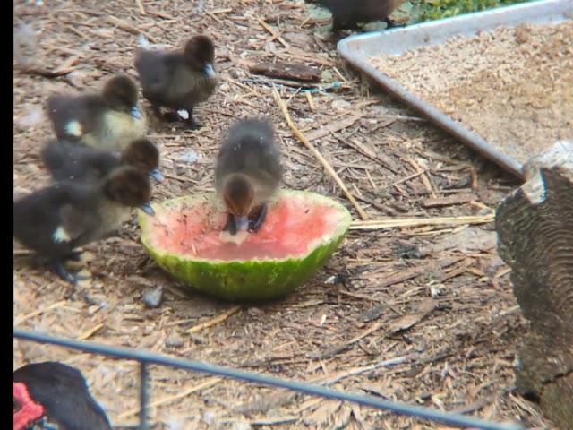 ducklings eating watermelon