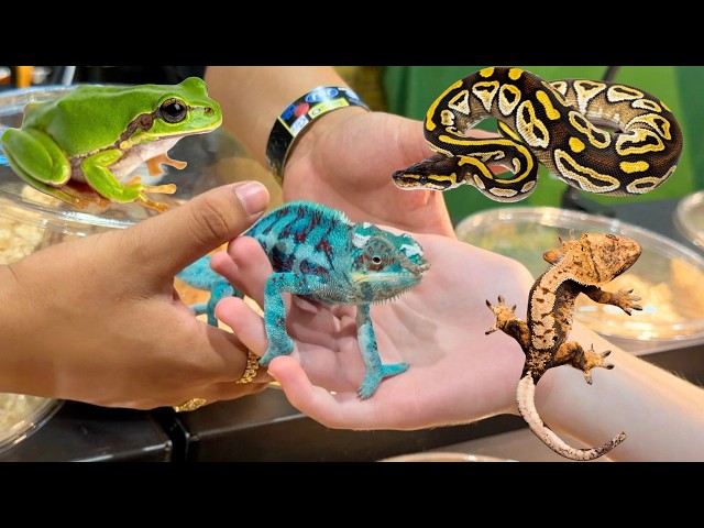 Jeremy meets snakes, geckos,frogs, fish, birds| Worlds biggest pet fair