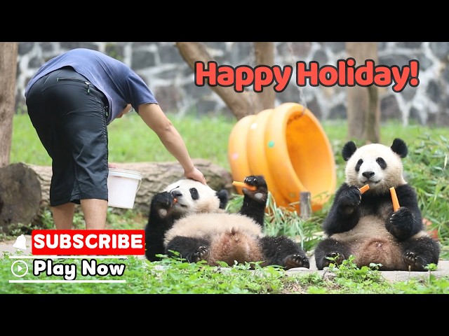 Happy Chinese National Day From The Pandas! | iPanda