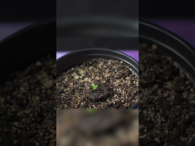 Trouble Growing BIG Plants? ...Maybe it's because of THIS?